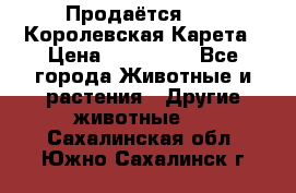Продаётся!     Королевская Карета › Цена ­ 300 000 - Все города Животные и растения » Другие животные   . Сахалинская обл.,Южно-Сахалинск г.